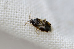 A Miridae bug - Deraeocoris lutescens, Anston Stones. 