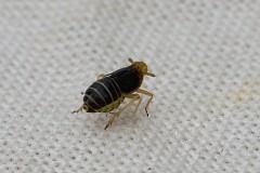Ditropis pteridis, female, Anston Stones.