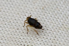 Ditropis pteridis, male, Anston Stones. Photo by Samantha Batty