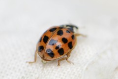 Harlequin Ladybird - Harmonia axyridis, Anston Stones.