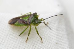 Hawthorn Shieldbug - Acanthosoma haemorrhoidae, Anston Stones. 
