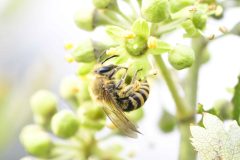 Ivy Bee - Colletes hederae, Anston Stones. Photo by Les Coe.