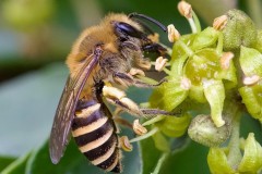 Ivy Bee, Colletes hederae, Anston Stones. 