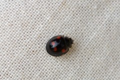 Pine Ladybird, (Exochomus quadripustulatus), Anston Stones. 