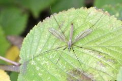 September Cranefly - Tipula paludosa, Anston Stones. 