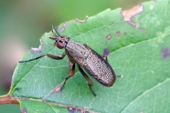 Sieve-winged Snailkiller, (Coremacera marginata), Anston Stones. 