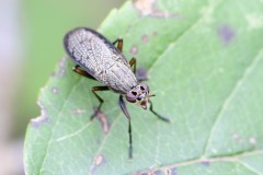 Snail-killing Fly - Coremacera marginata, Anston Stones.