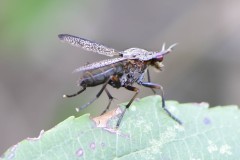Snail-killing Fly - Coremacera marginata, Anston Stones. 