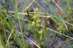 Rannoch Rush, Scheuchzeria palustris on Rannoch Moor.