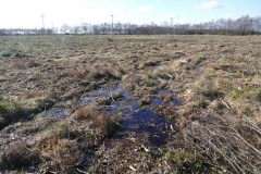 Scheuchzeria Well, Thorne Moor