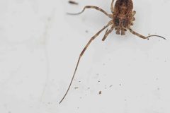Oligolophus tridens, Bawtry Forest (31 March 2026).