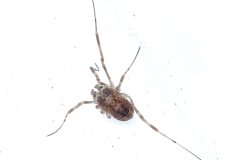 Oligolophus tridens, Bawtry Forest (31 March 2026).