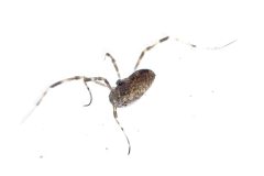 Oligolophus tridens, Bawtry Forest (31 March 2026).