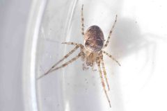 Metellina segmentata, Bawtry Forest (31 March 2026).