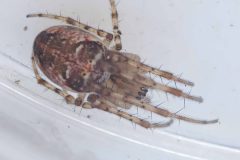 Metellina segmentata, Bawtry Forest (31 March 2026).