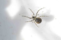 Paidiscura pallens, Bawtry Forest (31 March 2026)