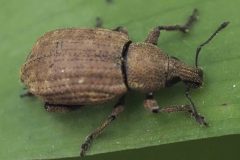 Common Leaf Weevil - Phyllobius pyi, Anston Stones.