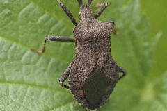Dock Bug - Coreus marginatus, Anston Stones.