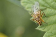 Yellow Dung Fly - Scathophaga stercoraria, Anston Stones.