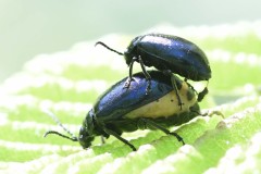 Alder Leaf Beetle - Agelastica alni, Brook Walk, North Anston.