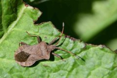 Dock Bug - Coreus marginatus, Brook Walk, North Anston.