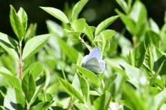 Holly Blue - Celastrina argiolus, Brook Walk, North Anston.