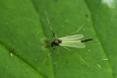 Microtendipes pedellus, Brook Walk, North Anston.