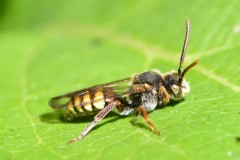 Nomada sp., Brook Walk, North Anston.