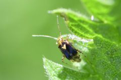 Orthops kalmii, Brook Walk, North Anston.