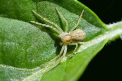 Philodromus agg., Brook Walk, North Anston.
