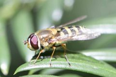 Syrphus sp., Brook Walk, North Anston. 