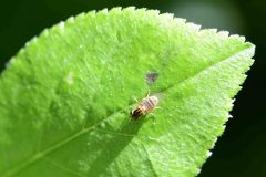 Thaumatomyia glabra, Brook Walk, North Anston.