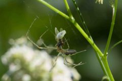 Tetragnatha extensa, Brook Walk, North Anston June 22