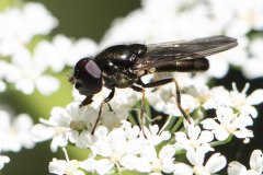 Cheilosia bergenstammi, Brook Walk, North Anston June 22