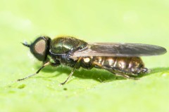 Chloromyia formosa, Brook Walk, North Anston June 22