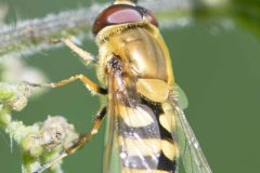 Syrphus sp., Brook Walk, North Anston June 22