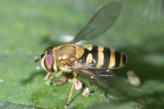 Syrphus vitripennis, Brook Walk, North Anston June 22