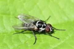 Anthomyia procellaris, Brook Walk, North Anston (10 May 2026).