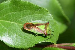 Hawthorn Shieldbug - Acanthosoma haemorrhoidale, Brook Walk, North Anston (10 May 2026).