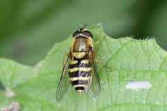 Syrphus ribesii (female), Brook Walk, North Anston (10 May 2026).