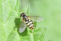 Syrphus sp. , Brook Walk, North Anston (10 May 2026). 