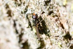 Cheilosia pagana - Brook Walk, North Anston (24 May 2026).