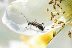 Grammoptera ruficornis - Brook Walk, North Anston (24 May 2026). 