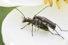 Grammoptera ruficornis, Brook Walk, North Anston (25 May 2026).