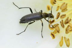 Grammoptera ruficornis, Brook Walk, North Anston (25 May 2026).