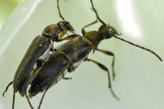 Grammoptera ruficornis, Brook Walk, North Anston (25 May 2026).