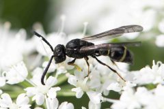 Symmoephus bifasciatus, Brook Walk, North Anston June 22