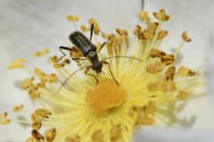 Grammoptera ruficornis - Brook Walk, North Anston (22 May 2026).