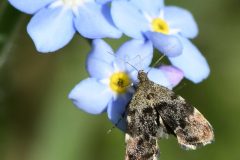 Nettle Tap - Anthophila fabriciana - Brook Walk, North Anston (22 May 2026).