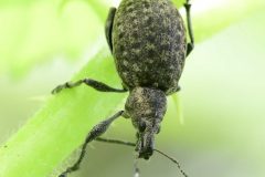 Liophloeus tessulatus - Brook Walk, North Anston (23 May 2026).